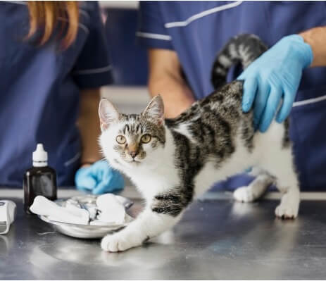 Carrera de Medicina veterinaria