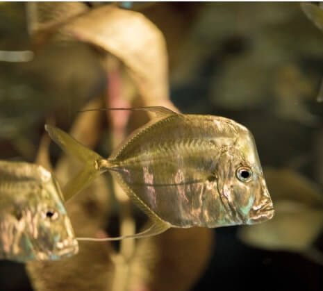 Ecología Marina Acapulco