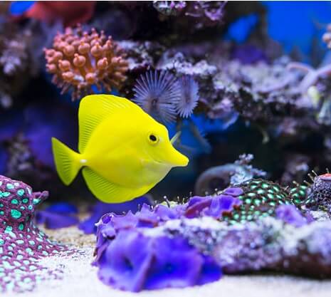 Ecología Marina Acapulco