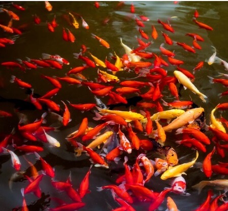 Ecología Marina Acapulco